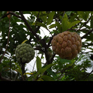 Die wohlschmeckenden Zimtäpfel an einem Baum